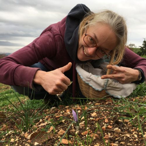 fiore di zafferano appena nato fiore di zafferano appena nato